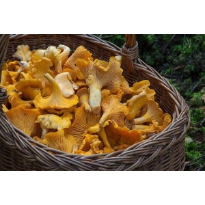 Borsa Sacca per la caccia ai Funghi con maniglie traforata x andare a Porcini per raccolta raccogliere funghi pieghevole a Rete