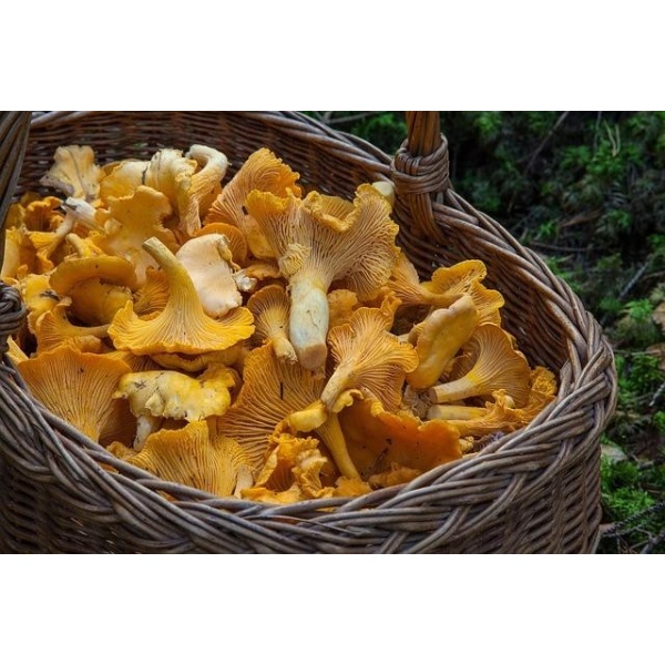 Borsa Sacca per la caccia ai Funghi con maniglie traforata x andare a Porcini per raccolta raccogliere funghi pieghevole a Rete