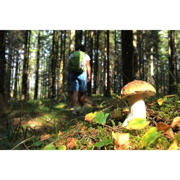 Borsa Sacca per la caccia ai Funghi con maniglie traforata x andare a Porcini per raccolta raccogliere funghi pieghevole a Rete